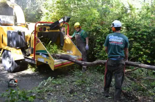 tree services Buttonwillow